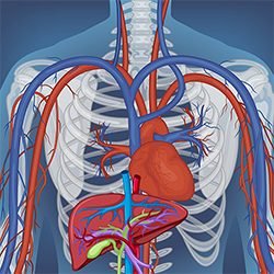 Ilustração sistema circulatório do corpo humano.