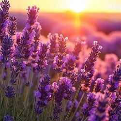 lavanda